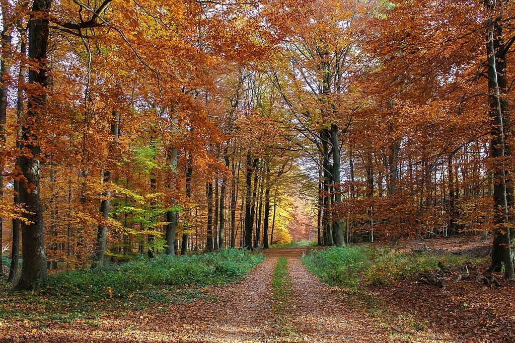 autumn-forest-3710367_1280 (1)